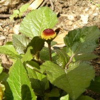 Acmella oleracea (L.) R.K.Jansen